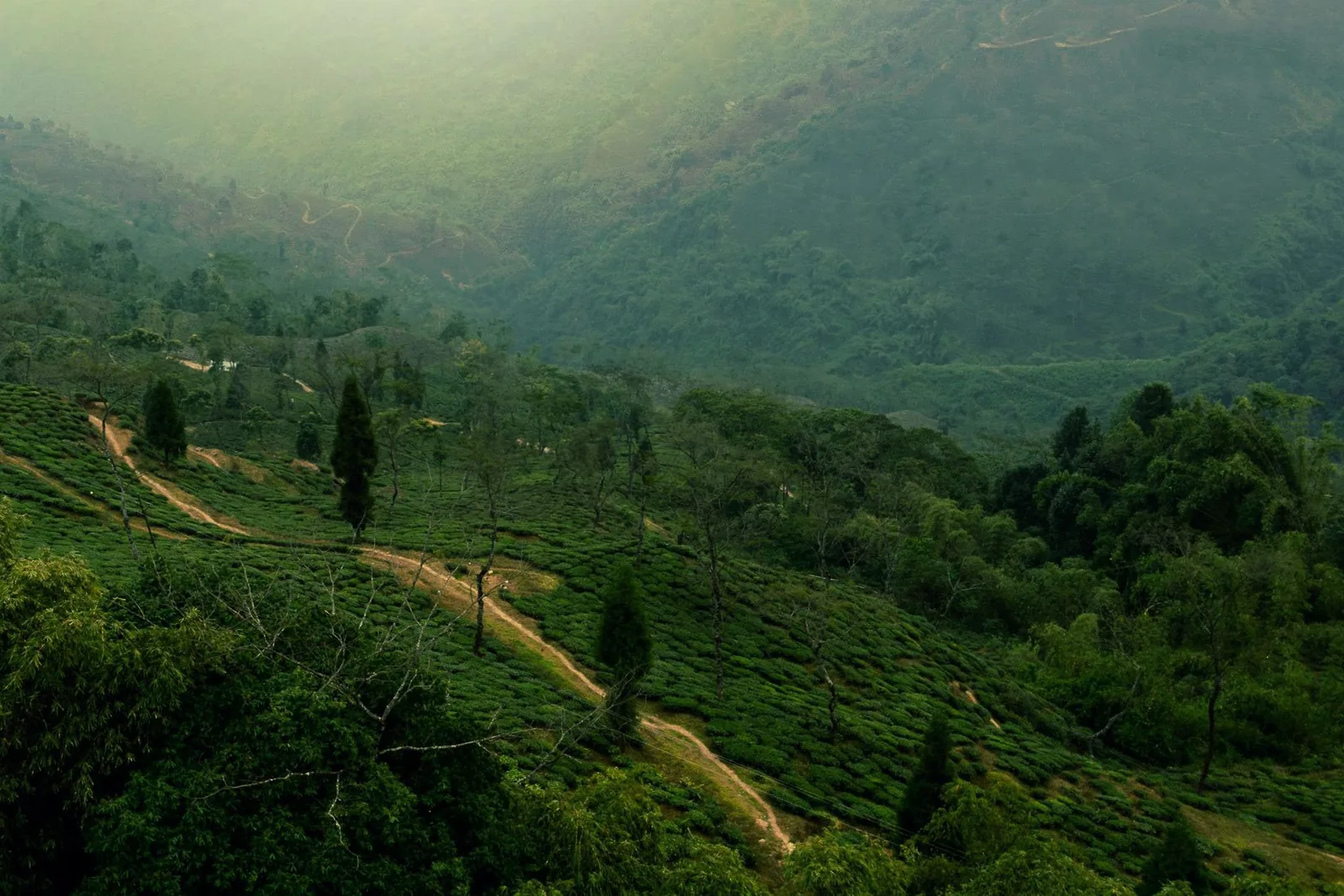 4 Nights 5 Days Darjeeling & Kalimpong Tour Package
